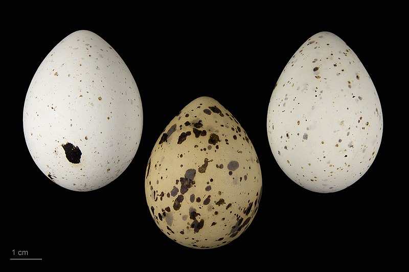 File:Sterna hirundo hirundo MHNT.ZOO.2010.11.133.1.jpg