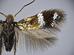 Stigmella lediella 01.jpg