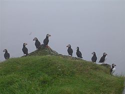 Các chim hải âu cổ rụt ở Stóra Dímun