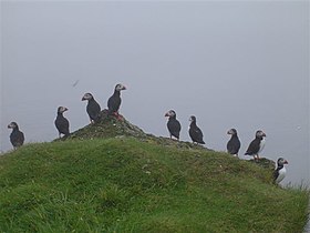 Macareux moine sur Stóra Dímun.