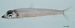 Striated argentine (Argentina striata). 
 jpg