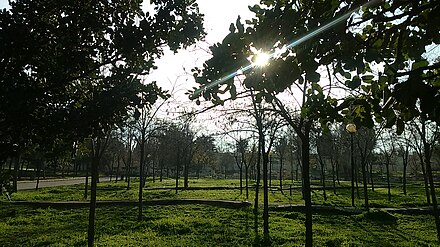 An uncharacteristically empty wooded section of Al Hussein Park Sun ray.jpg