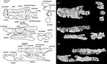 Miniatura para Sunosuchus