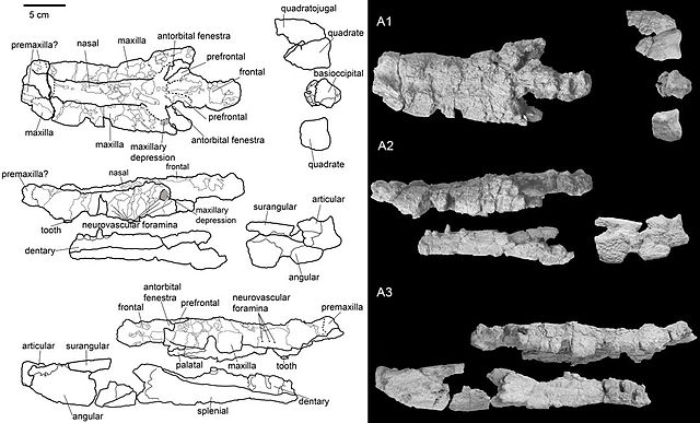 Holotype of S. shartegensis, which may have instead belonged to the related genus Chalawan