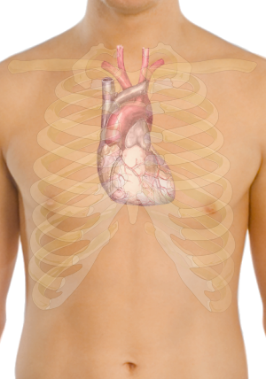 Surface anatomy of the heart.svg