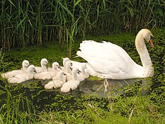 Mute swan with cygnets