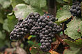 Syrah Trauben