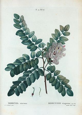 Description de l'image T2 17 Robinia viscosa par Pierre-Joseph Redouté.jpeg.