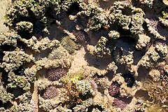 File:TIDAL ZONE LIFE MAUI 03.jpg (Category:Echinoidea)