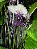 Hình thu nhỏ cho Tacca integrifolia