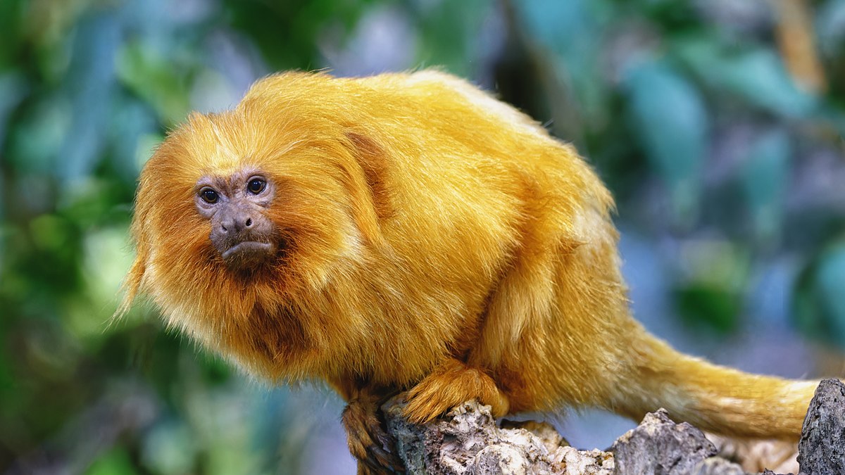 Tamarin-lion doré — Wikipédia