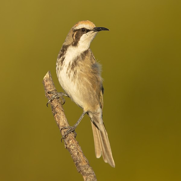 File:Tawny-crowned Honeyeater 2 - Maddens Plains.jpg