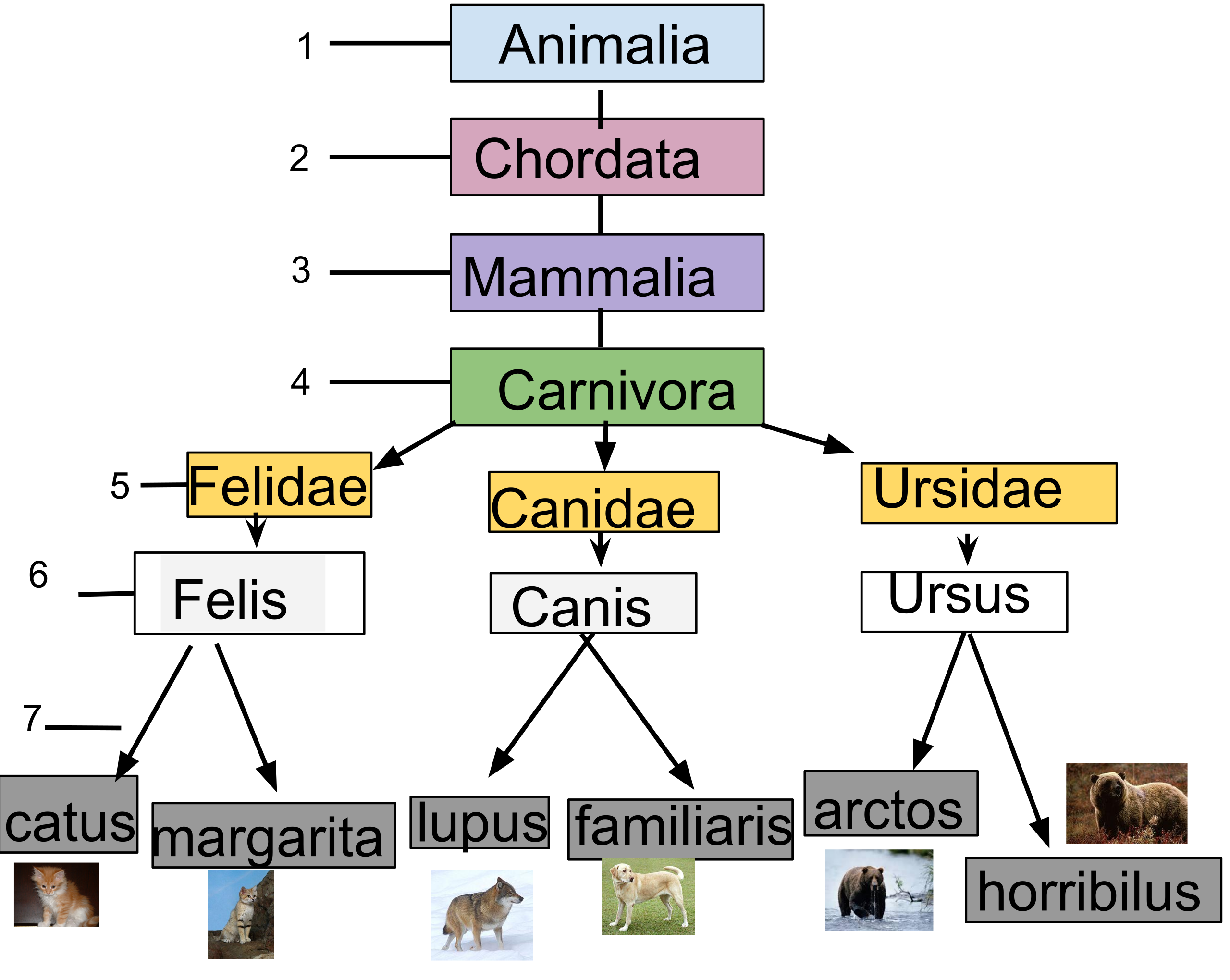 organisms of kingdom animalia