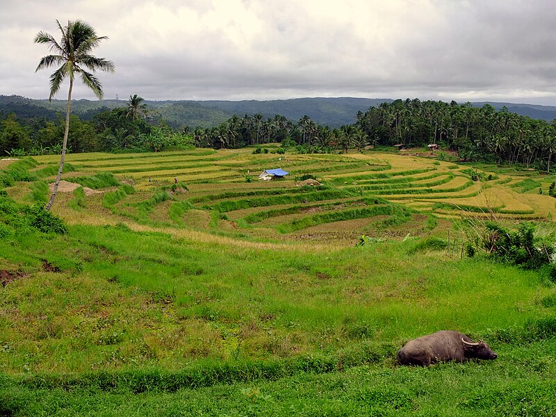 File:Tayabas Rice Terraces.JPG