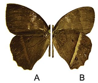 <i>Taguaiba servius</i> Species of butterfly