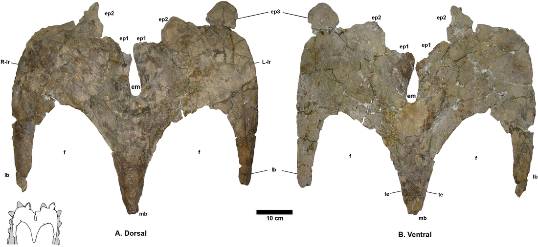 Terminocavus