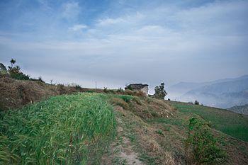 Terrace farming in a small himalayan village(binsar wild life sanctury).jpg