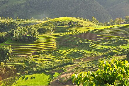 Terraced fields in Sa Pa