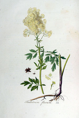 Thalictrum flavum — Flora Batava — Volume v5.jpg