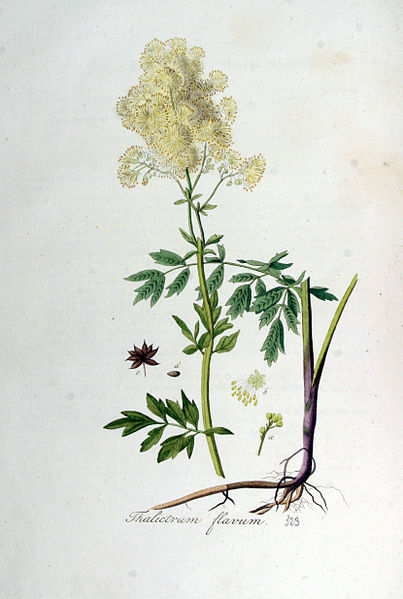 File:Thalictrum flavum — Flora Batava — Volume v5.jpg