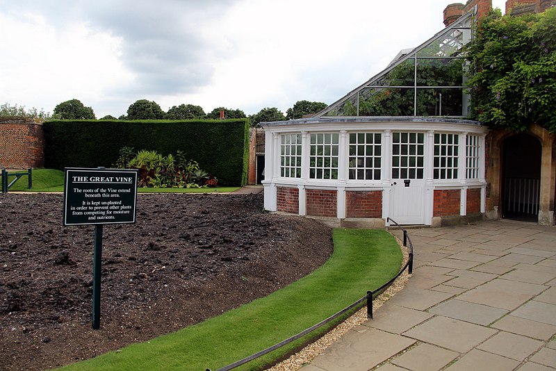 File:The Great Vine, Hampton Court Palace, Surrey - geograph.org.uk - 2510701.jpg