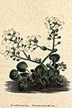 The botanic garden (Plate 16) - Cochlearia Greenlandica.jpg