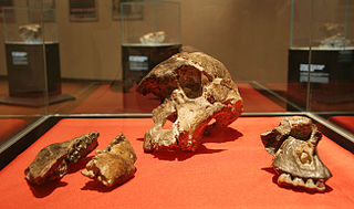<span class="mw-page-title-main">StW 505</span> Hominin fossil