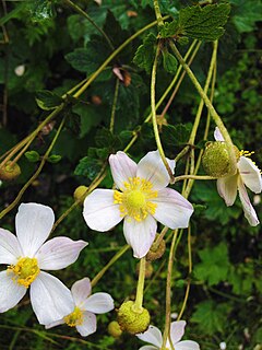 <i>Eriocapitella vitifolia</i> Species of flowering plant in the family Ranunculaceae