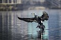 * Nomination: The great cormorant in taudaha lake kirtipur nepal. By User:Prasan Shrestha --Nirmal Dulal 04:21, 1 April 2024 (UTC) * Review I like the image but it seems over-processed, particulary over-sharpened. Can you go back to the original image and try reprocessing again? --GRDN711 03:47, 3 April 2024 (UTC)