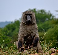 Olive baboon at Akagera National Park