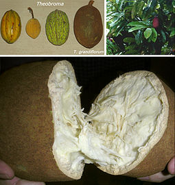 Theobroma grandiflorum, un cacao de la América amazónica.