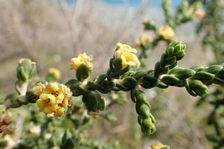 <i>Thymelaea hirsuta</i> Species of shrub