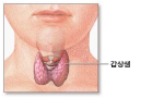 갑상샘의 섬네일