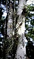 Tillandsia bulbosa on a tree trunk, savanna forest, Suriname