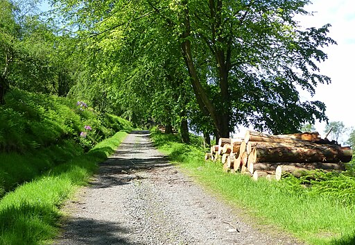 Timber and rhododendrons - geograph.org.uk - 4019532
