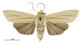 <i>Tmetolophota sulcana</i> Species of moth