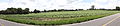 Panoramic view of a field of tobacco on a farm on the east side of the intersection between Mt Laurel Rd and Blounts Crossing Trail in Clover, Virginia.