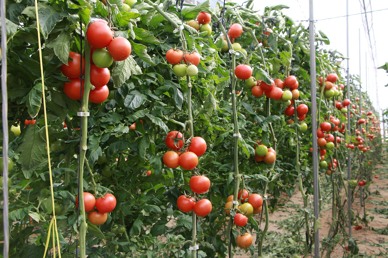 Planta de tomate pequeña