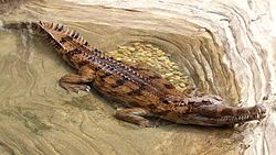 Tomistoma schlegelii false gharial LA zoo 03.jpg