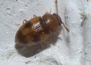 <i>Toramus pulchellus</i> Species of beetle