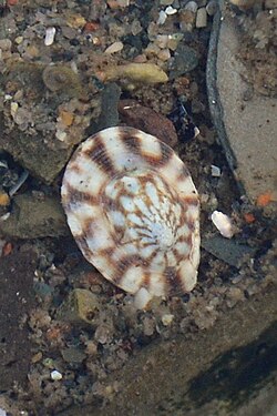 Tortoiseshell Limpet (Testudinalia testudinalis)