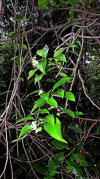 File:Tournefortia bicolor Sw. (16228680422).jpg