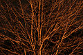 Tree @ Night (468589482).jpg