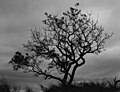 Tree at Earth Lodge (Sabi Sabi Lodge)