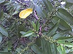 Trema orientalis leaves and fruit.JPG