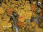 Miniatura para Tremella caloplacae