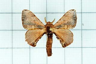 <i>Triuncina</i> Genus of moths