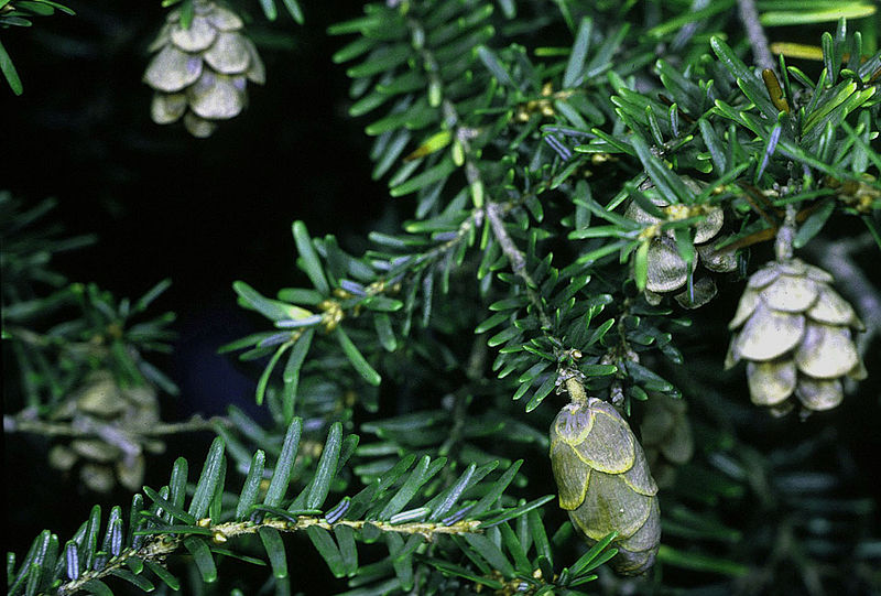 File:Tsuga canadensis cones edit.jpg