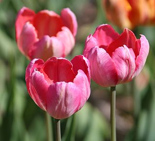 <span class="mw-page-title-main">Parrot tulip</span> Tulip cultivar group