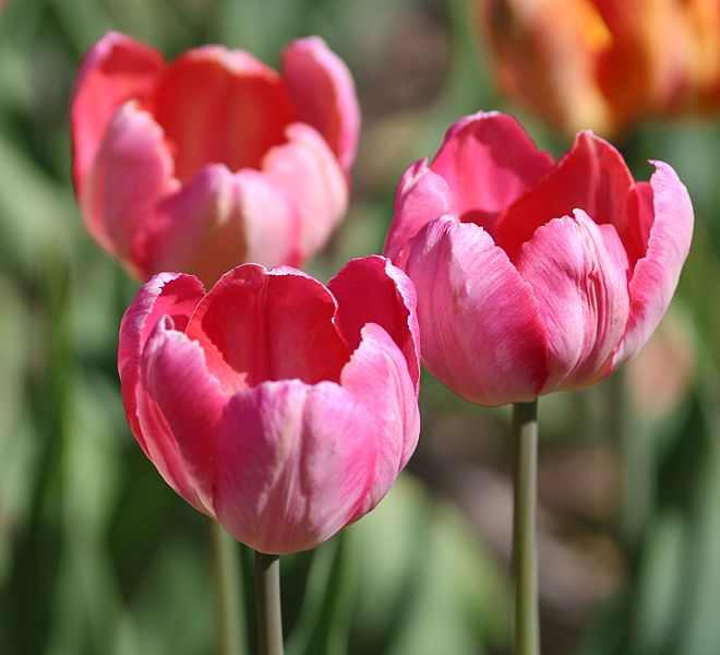 File:Tulipa 'Apricot Parrot' 2016 16.JPG